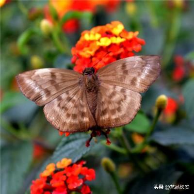 中国科研人员在广东发现新物种“莲峰角蟾”